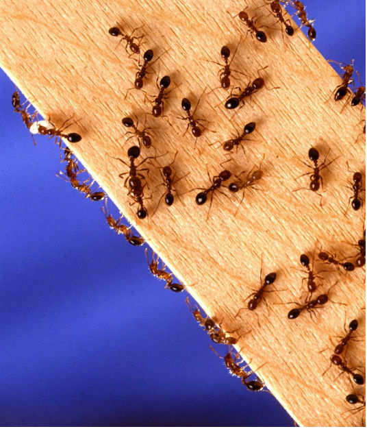 A group of ants on top of a wooden board.