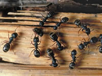 A group of ants on top of a wooden surface.