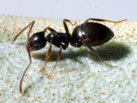 A close up of an ant on the ground