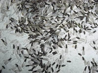 A bunch of black and white flies on the ground