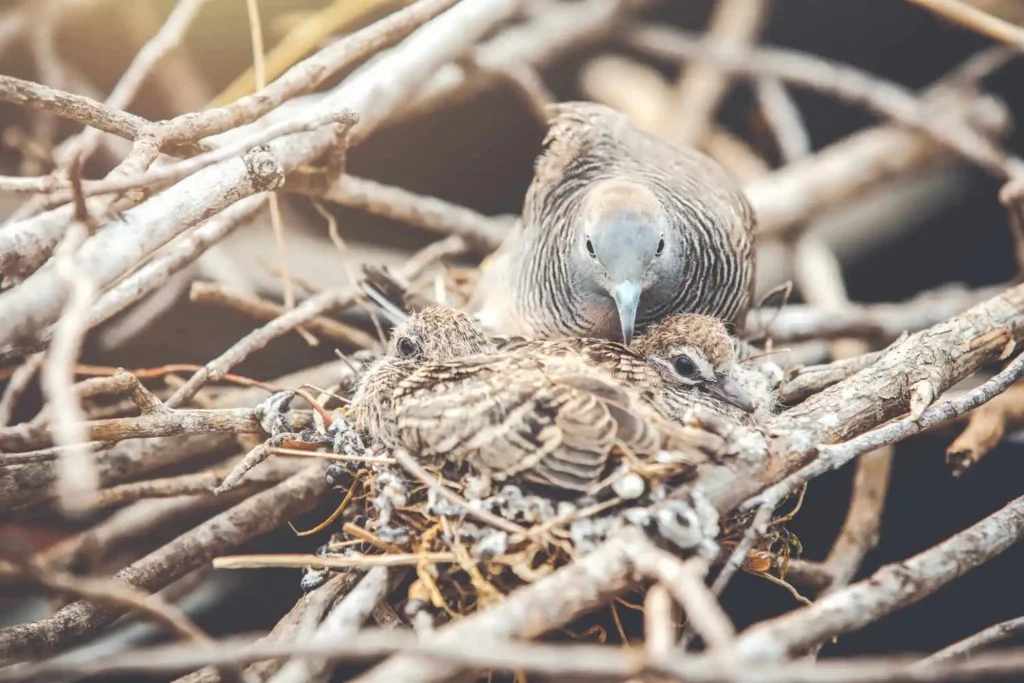 Bird nest removal in the house