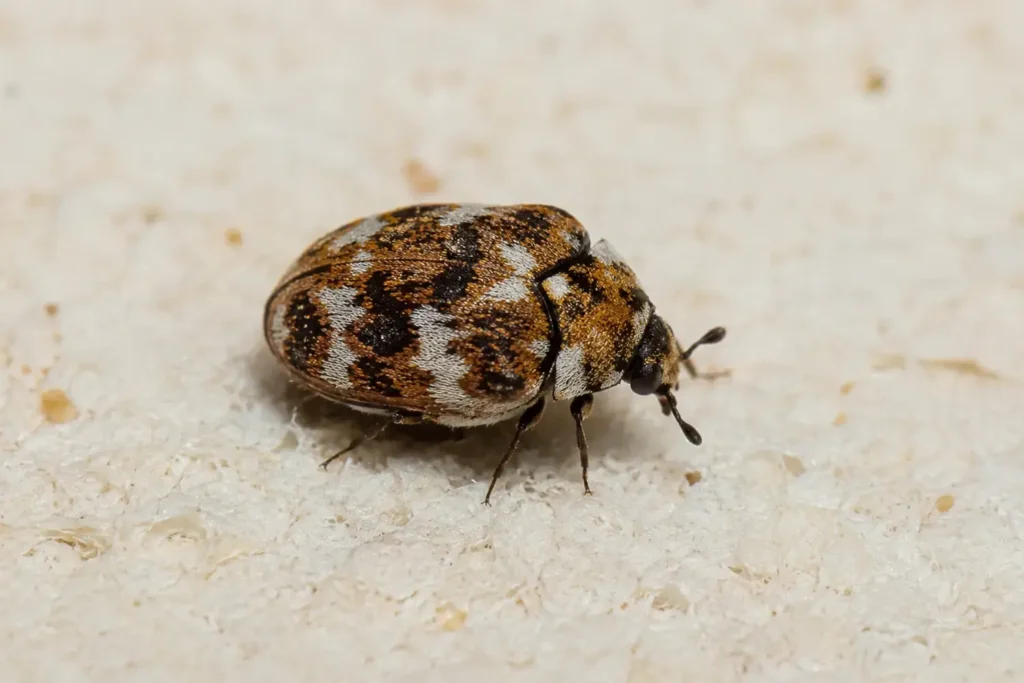 carpet beetle