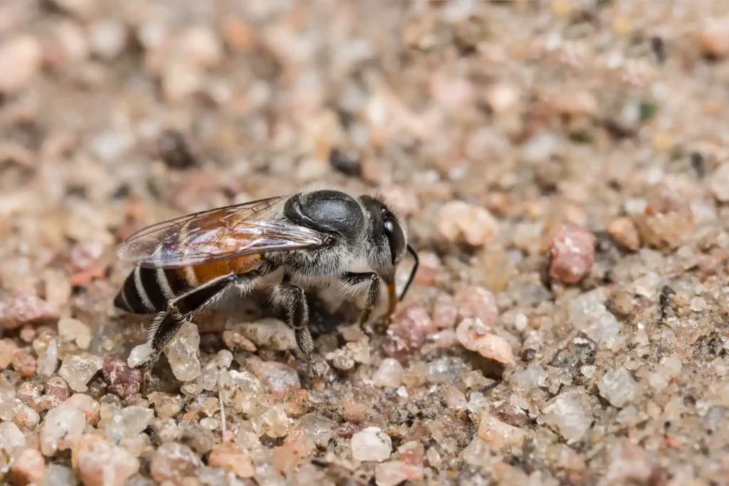 Bee macro is feeding on the ground.