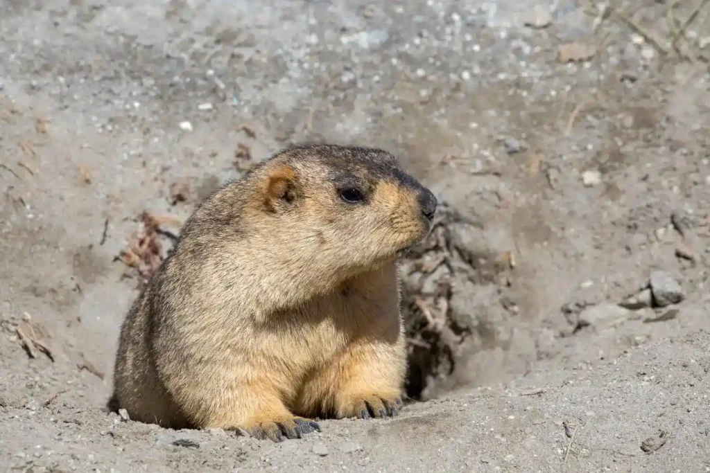 Funny marmot peeking out of a burrow in ladakh india