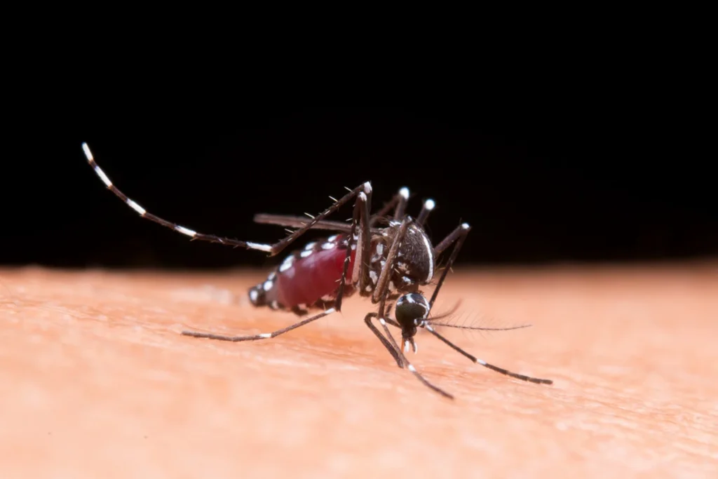 Close-up of mosquito sucking blood from human arm.