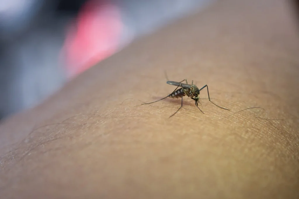 Close-up of mosquito sucking blood from human arm.