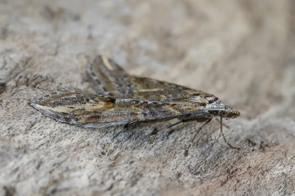 moth on the ground