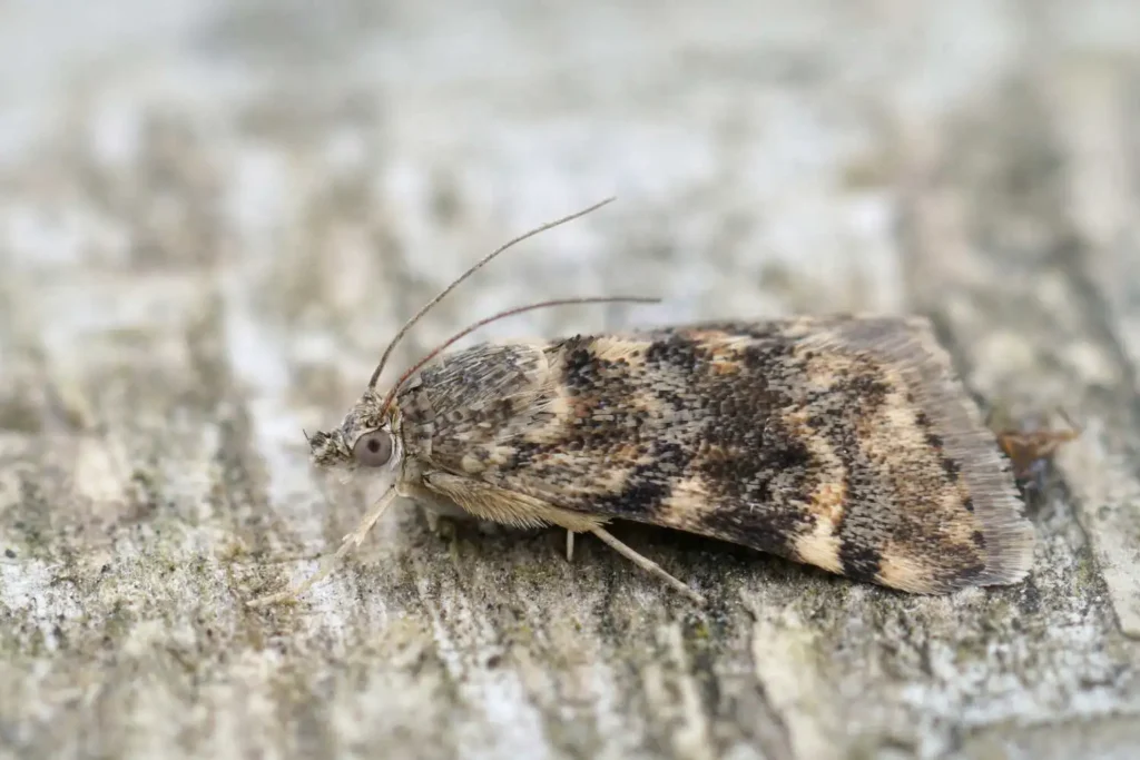 moth on the ground
