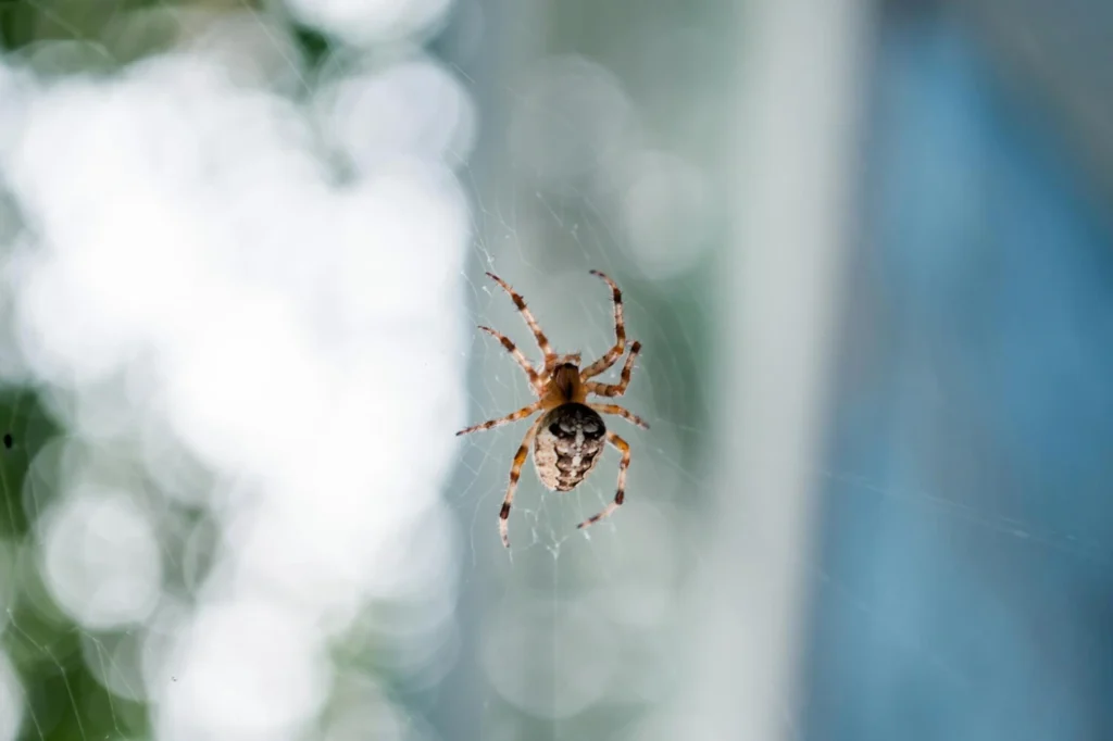 A spider on a web in the garden