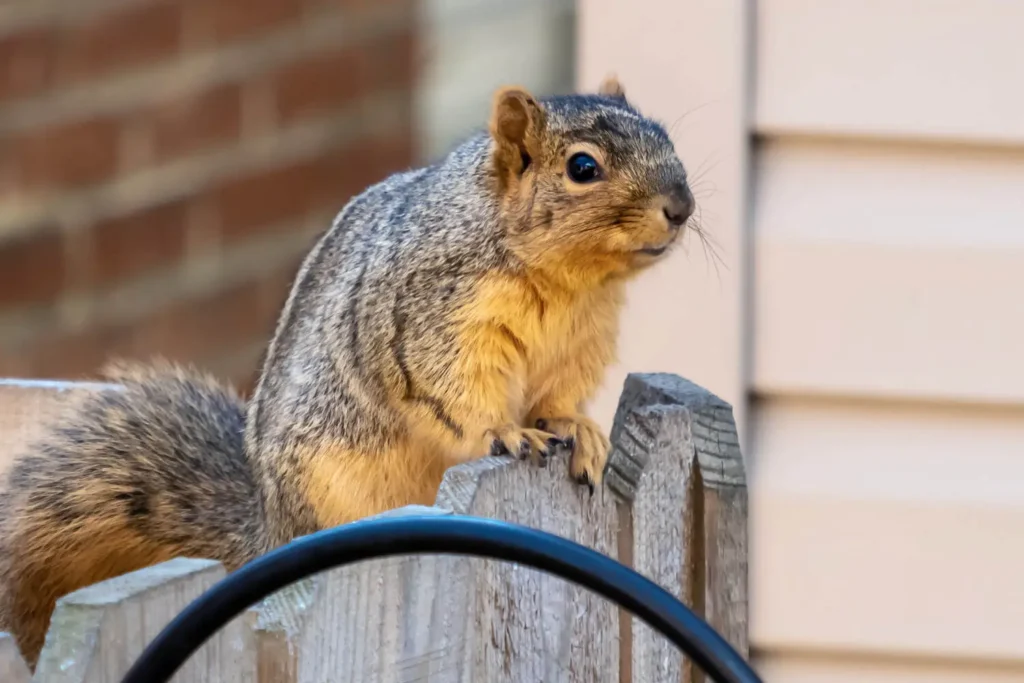 Closeup shot of a squirrel on a wooden fence