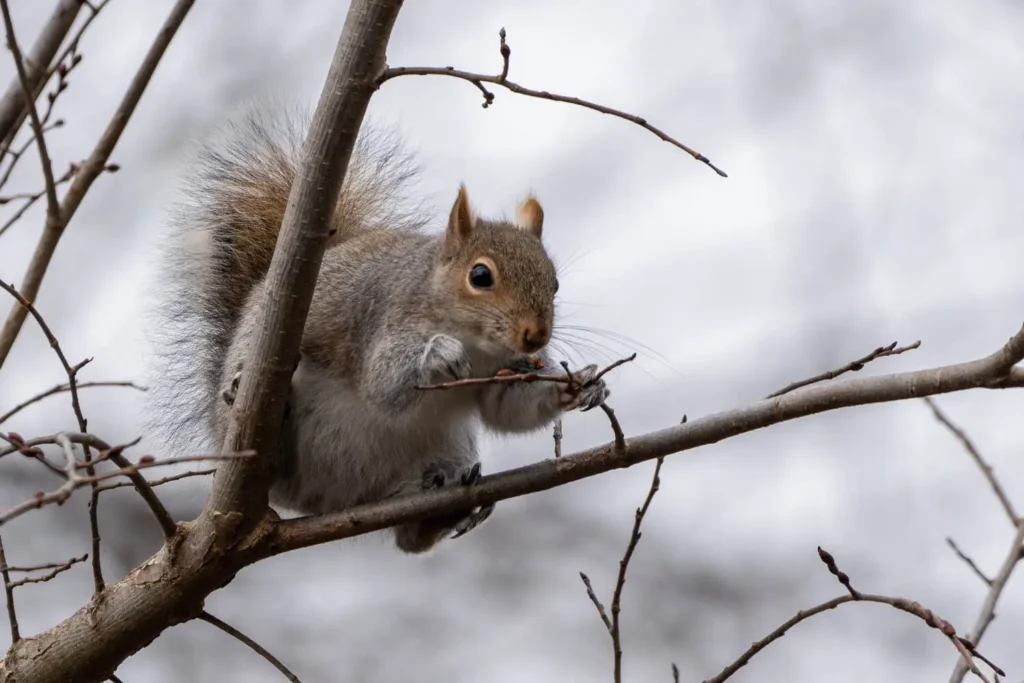 Closeup shot of a cute squirrel on a tree