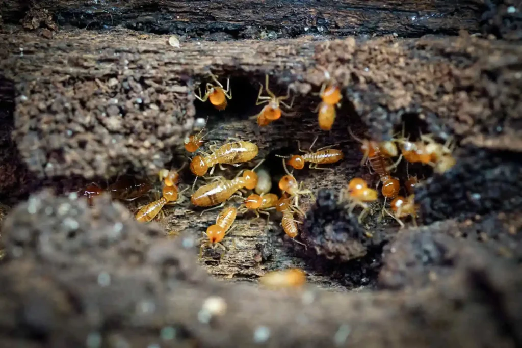 Close-up of termites on tree trunk