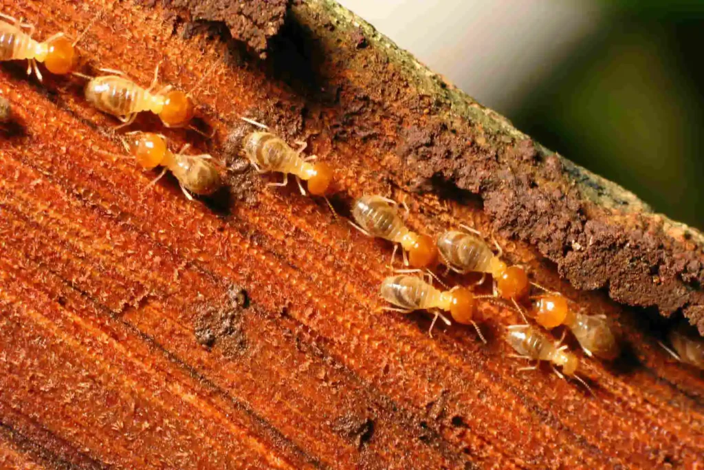 Close-up of termites on tree trunk