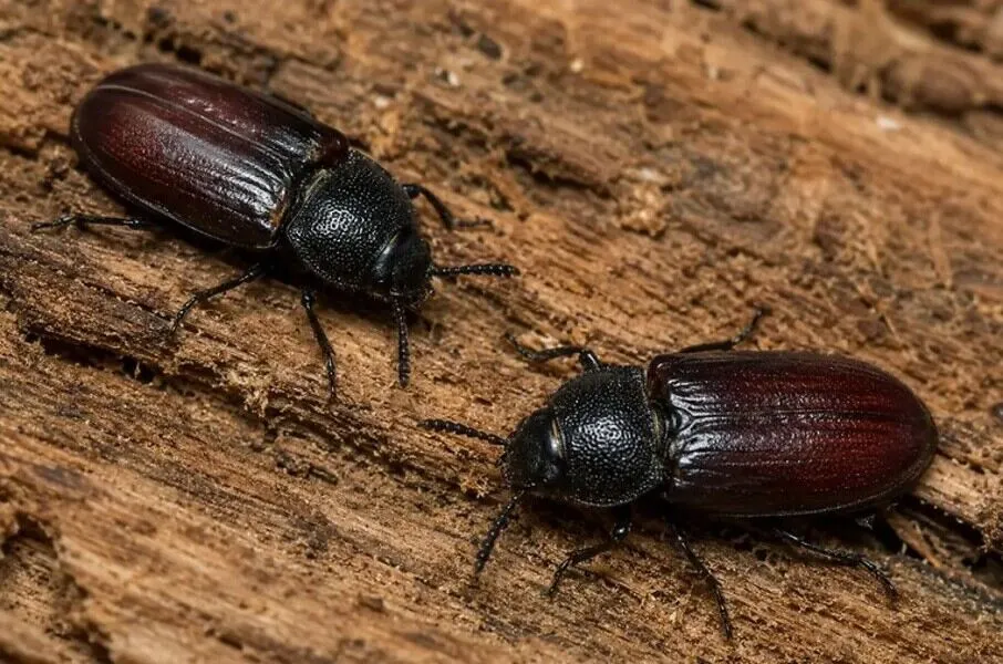 wood beetles